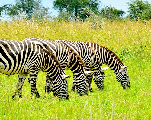 Kidepo Valley National Park Zebras - Copy