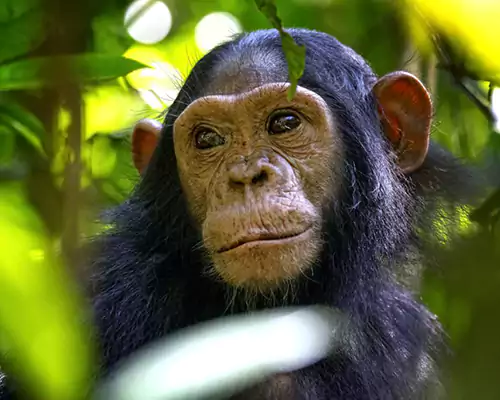 chimpanzee_in_kibale_national_park