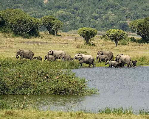 elephants_in_queen_elizabeth_national_park