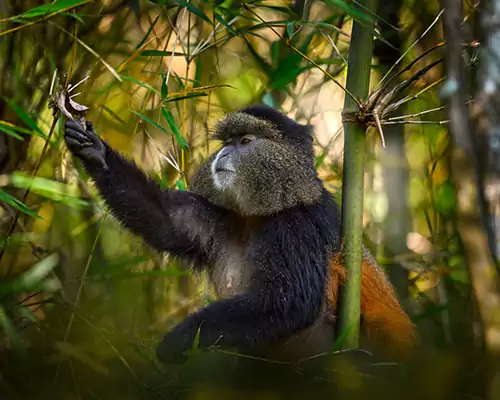 golden_monkey_in_mhahinga_national_park