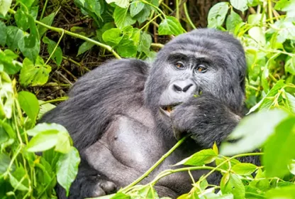 Bwindi Impenetrable National Forest