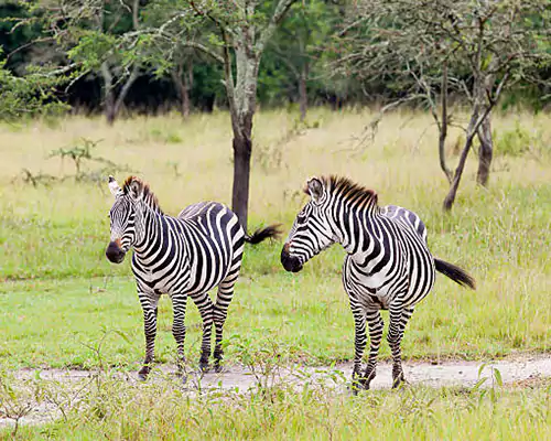 zebras_in_lake_mburo_national_park